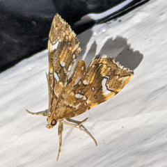 Musotima nitidalis