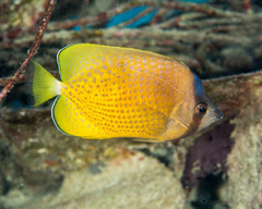 Chaetodon kleinii