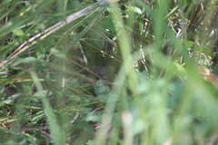Varanus albigularis albigularis