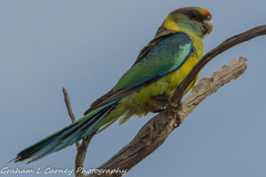 Barnardius zonarius barnardi