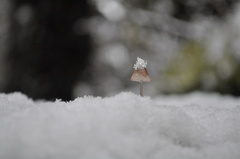 Mycena purpureofusca