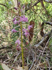 Dipodium campanulatum