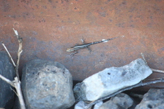 Trachylepis varia