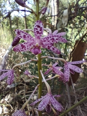 Dipodium campanulatum