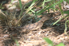 Agama aculeata distanti