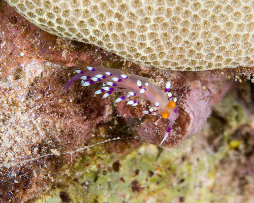 Desirable Flabellina