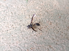 Salpingogaster