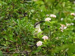 Ptiloris paradiseus