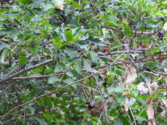 Ptiloris paradiseus