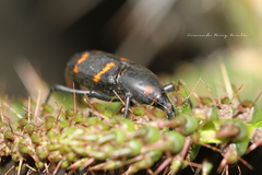 Cactophagus spinolae