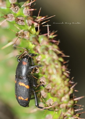 Cactophagus spinolae