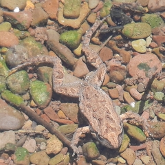 Crinia flindersensis