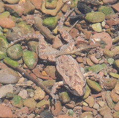 Crinia flindersensis