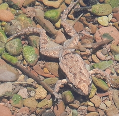 Crinia flindersensis