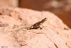 Agama bibronii