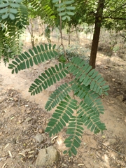 Tamarindus indica