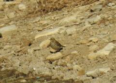 Anthus spinoletta