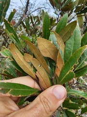 Persea humilis