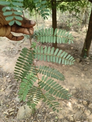 Tamarindus indica