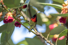 Aethopyga christinae