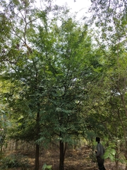 Tamarindus indica