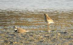 Charadrius dubius
