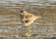 Anthus spinoletta