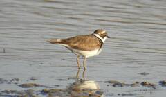 Charadrius dubius