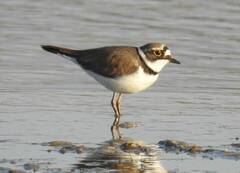 Charadrius dubius