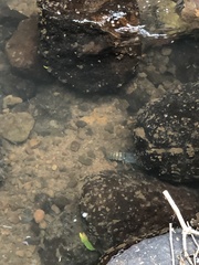 Euastacus sulcatus