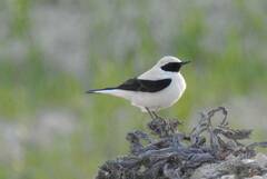 Oenanthe hispanica