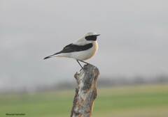 Oenanthe hispanica