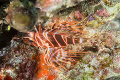 Pterois sphex