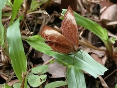 Abisara saturata