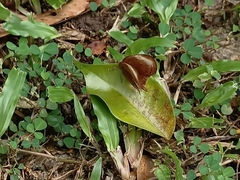 Abisara saturata