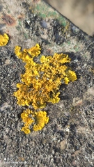 Xanthoria parietina