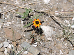 Sanvitalia fruticosa