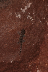 Chondrodactylus turneri