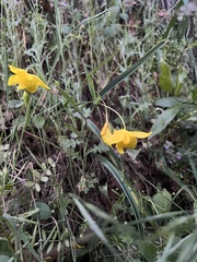 Calochortus amabilis