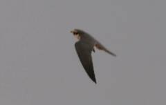 Falco subbuteo