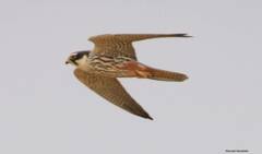 Falco subbuteo