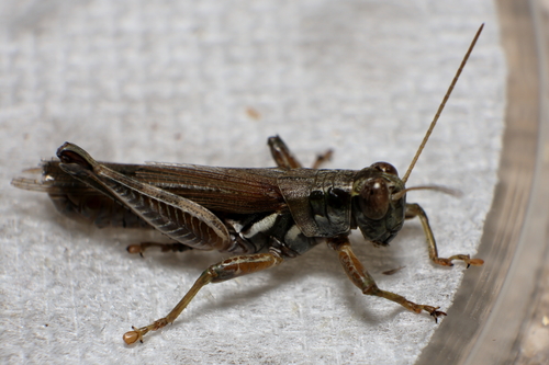 Pictured Spur-throat Grasshopper photo 2