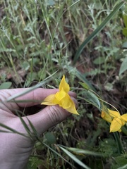 Calochortus amabilis