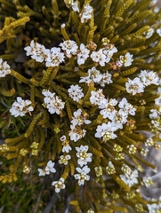 Veronica lycopodioides