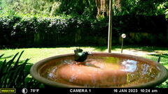 Nectarinia kilimensis