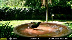 Nectarinia kilimensis