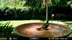 Nectarinia kilimensis