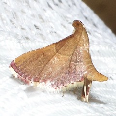 Endotricha pyrosalis