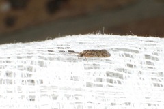 Hydrobiosidae
