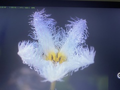 Nymphoides indica